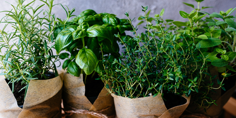 Comment conserver les plantes aromatiques fraîches ?