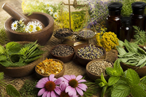 Plantes Médicinales et Aromatiques : Guide Complet 2026