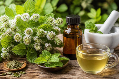 Mélisse Fleurs : Propriétés et Usages en Herboristerie
