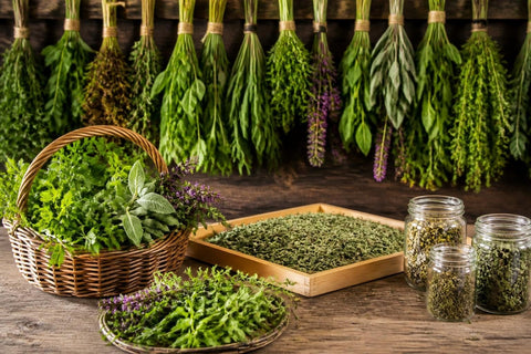 Herbe Séchées : Maîtriser la Conservation et l'Usage