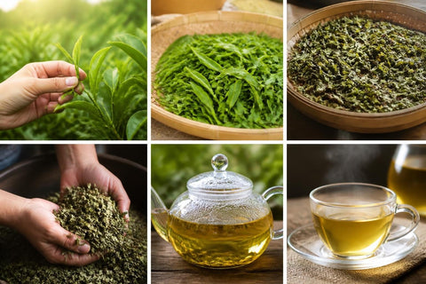 Plante pour thé : Cultiver et choisir vos herbes