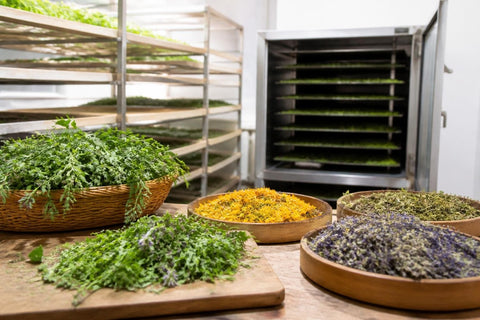 Plantes Séchées : Techniques et Valorisation