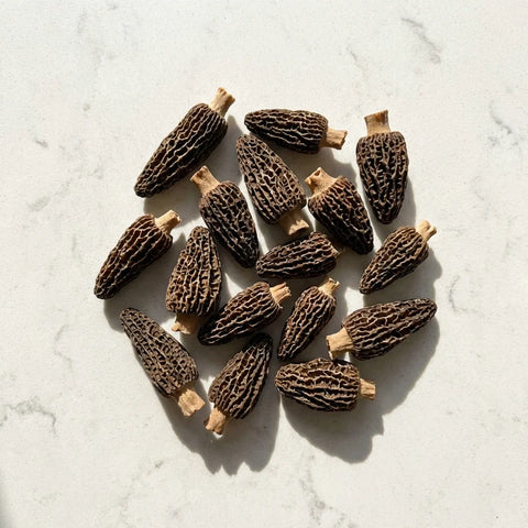 Morilles : Guide Pratique et Conseils Incontournables 2026
