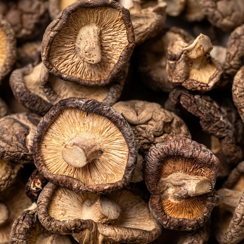 Le Guide Complet du Shiitake en 2026