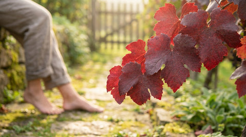 Les bienfaits de la vigne rouge pour la circulation sanguine