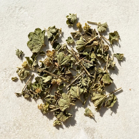 ALCHEMILLE plante coupée bio