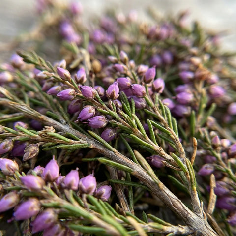 BRUYERE fleurs et feuilles bio ( Origine France )