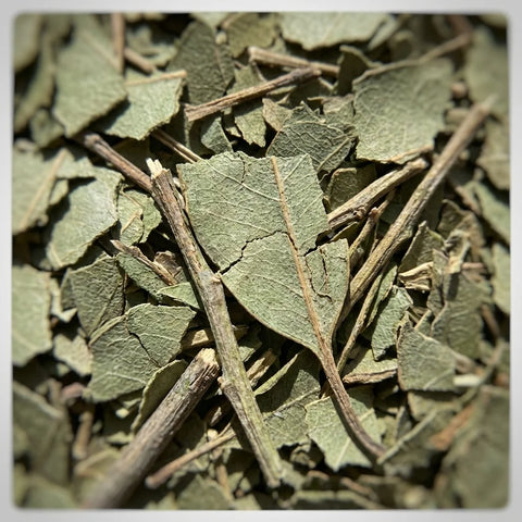 EUCALYPTUS feuilles coupées bio