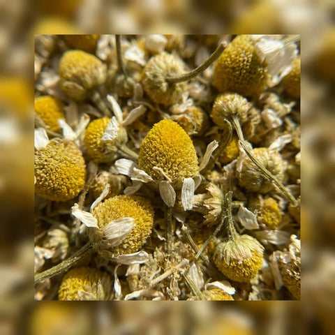 MATRICAIRE fleurs (camomille allemande) bio