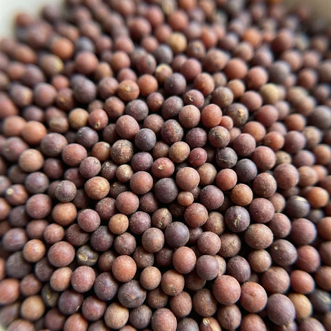 MOUTARDE BRUNE graine bio (origine France)