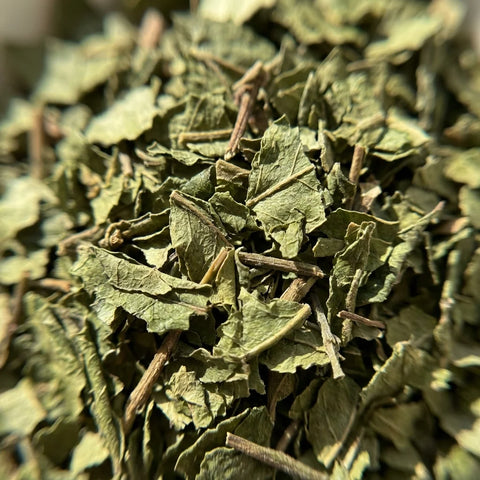 ORANGER Bigaradier feuilles coupées bio