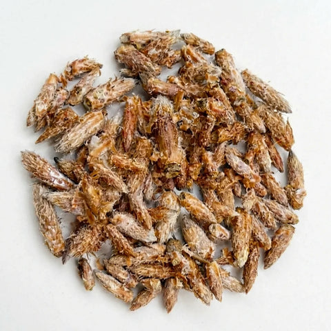 PIN bourgeons bio ( Origine France )